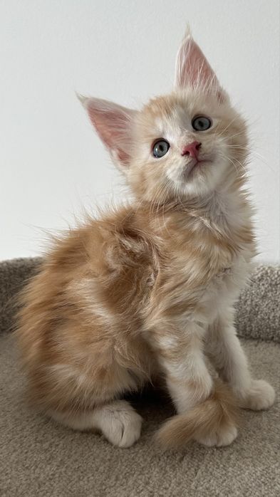 Мейн-Кунчики,продажа!питомник котяток