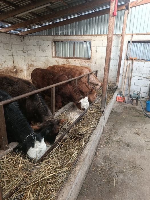 Продаются тёлки годовалые