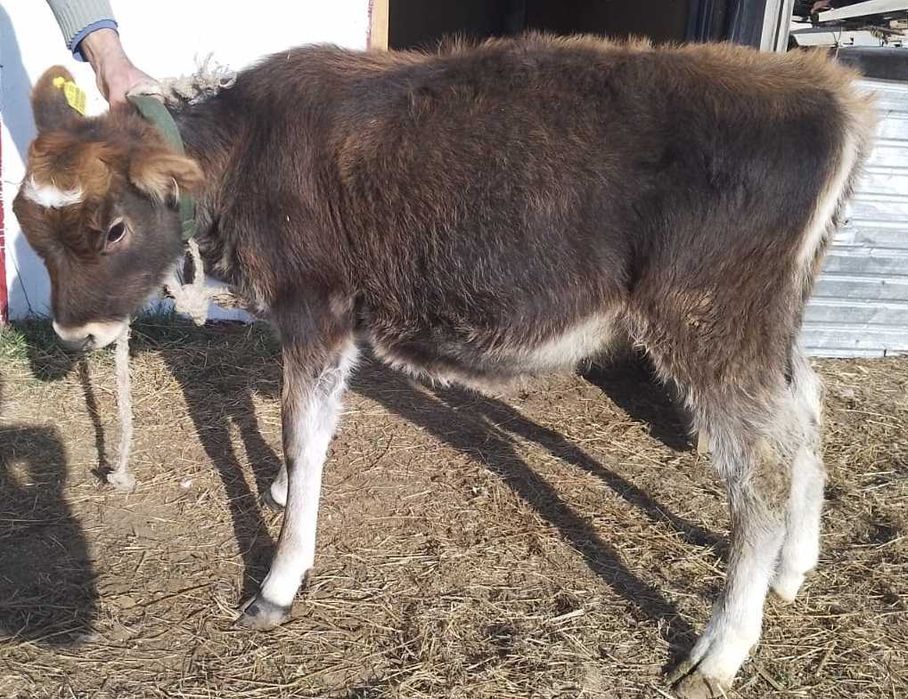 породистые телочки