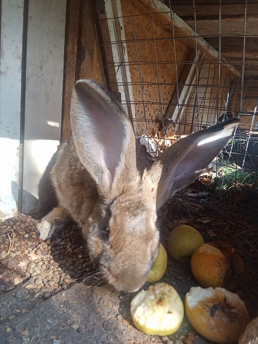 Продам кроликов фландер