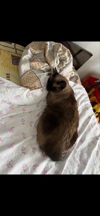 Пропала кошка. Помогите найти