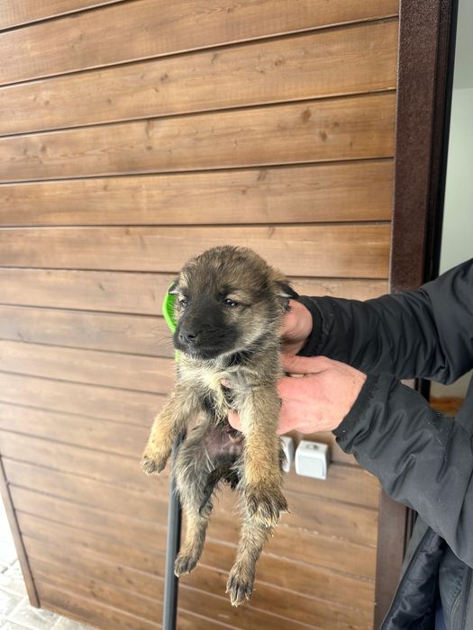 Отдадим щенков в добрые руки