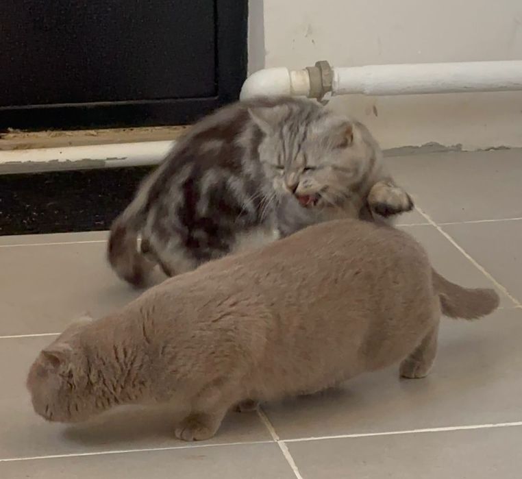 Продам шотландских котят