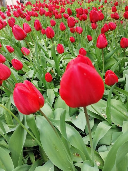 Рассада цветов для двора