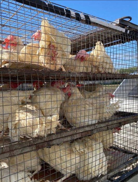 Продается куры несушки тауық