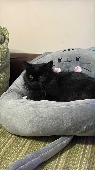 Женска черна котка