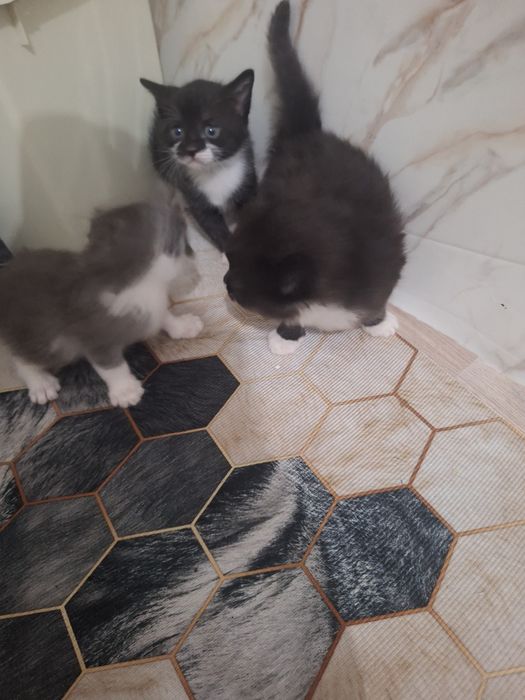 Отдам котят в доброй руки