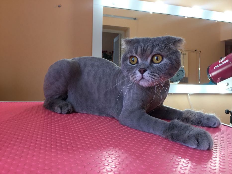 Стрижка кошек без наркоза!