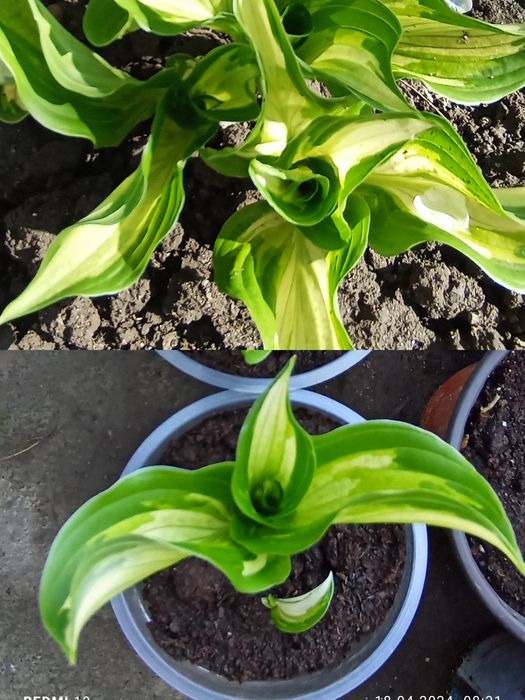 Садовые растения