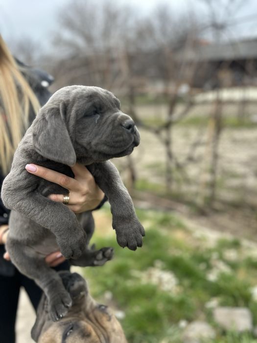 Продавам Кане Корсо на два месеца с ваксини и паспорти