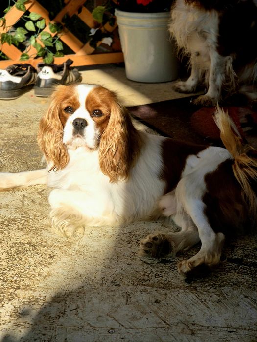 Cavalier king charles spaniel