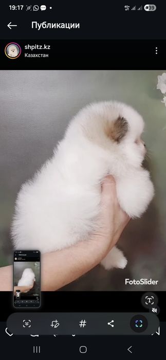 Шпиц помеоанский мальчики