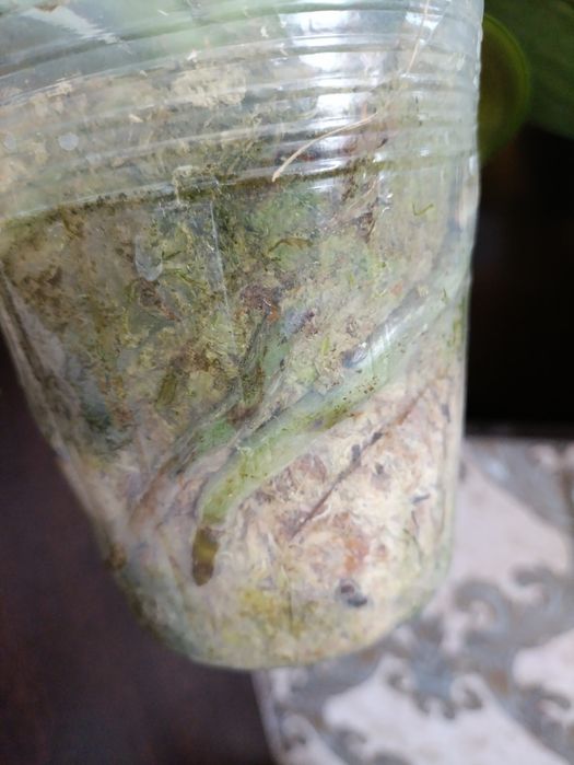 Орхидея биг лип.