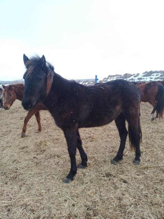 Продам баитал 3 жасар