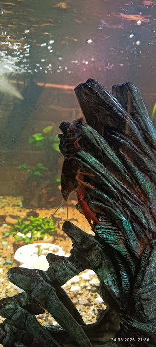 Продам аквариумных раков