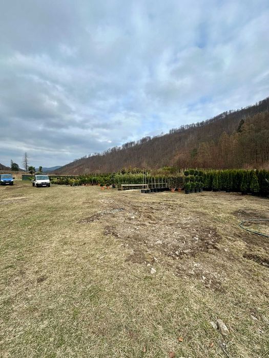 Plante Exterioare pentru Amenajări Premium și Rustice