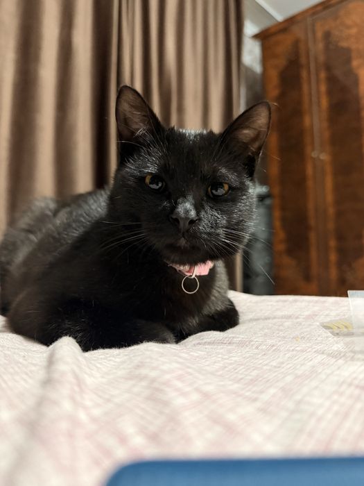 Отдам кота! Срочно