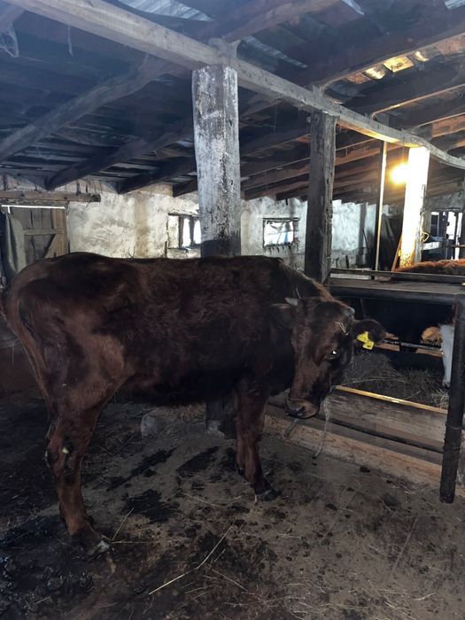 Бұзаулы сиыр сатылады