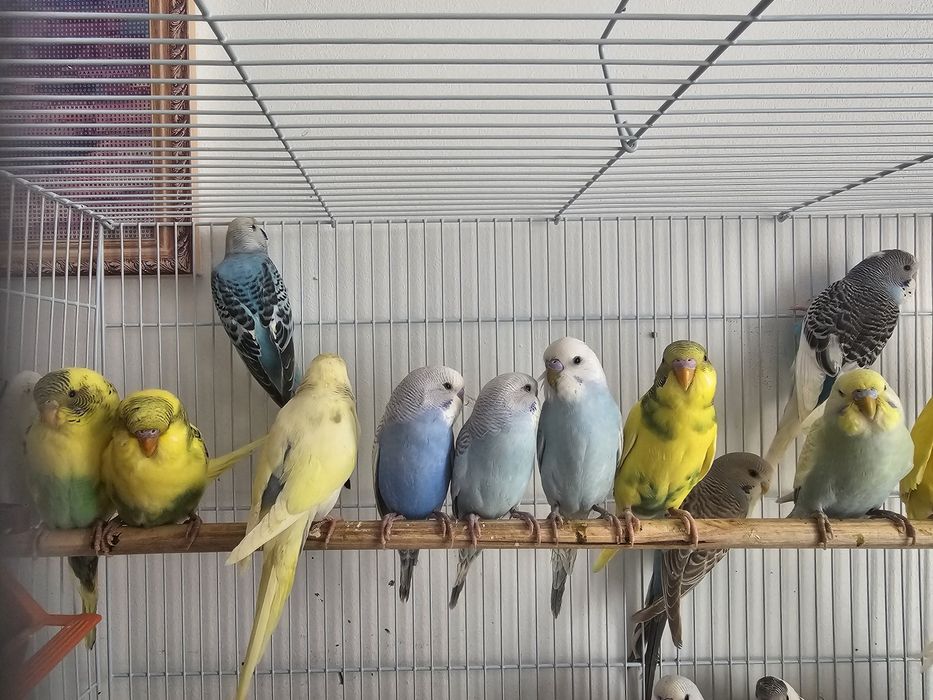 Волнистый попугай,домашние