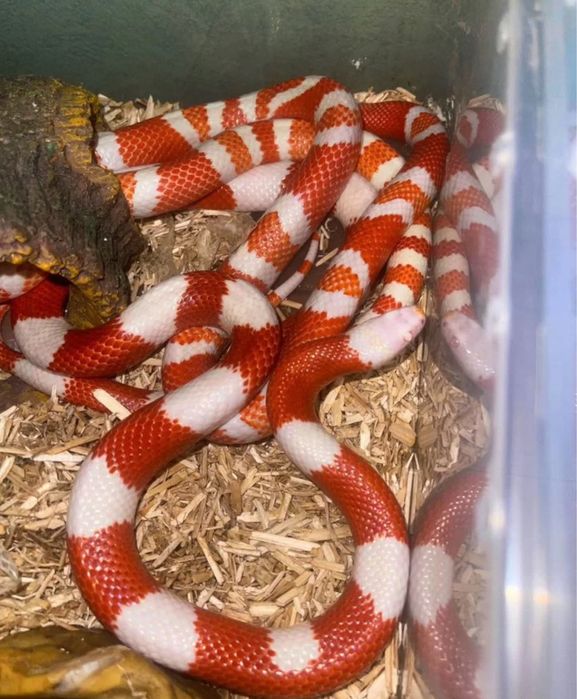 Молочная змея Нельсона