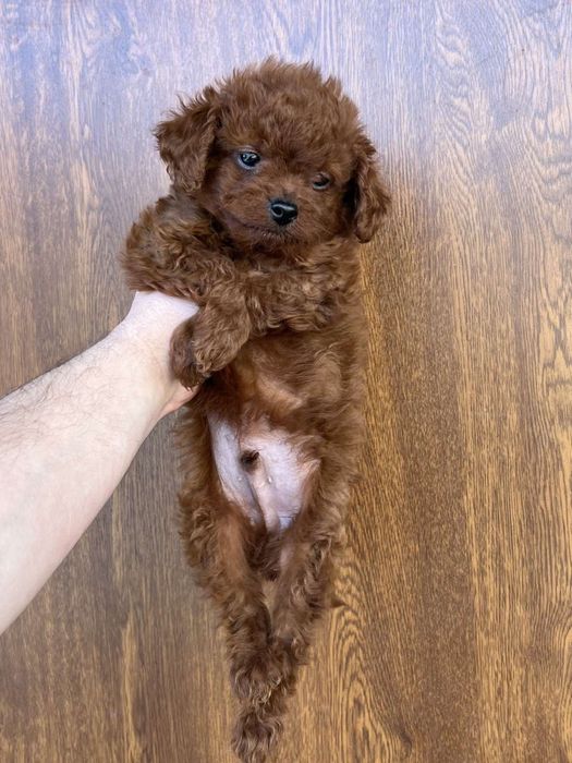 Мини мини Той пуделчета