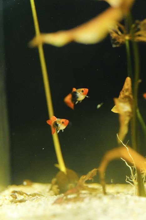 Guppy ret. Tuxedo Red koi Linie