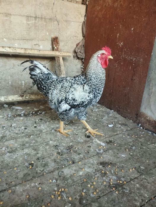 Продам петуха  апрельский