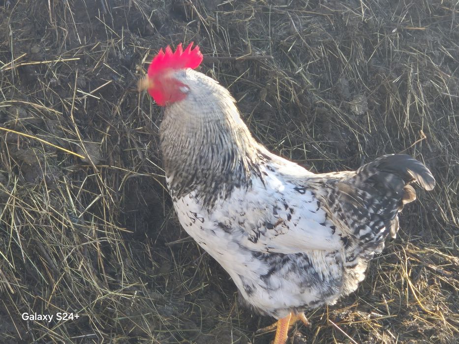 Cocoși din februarie 2025