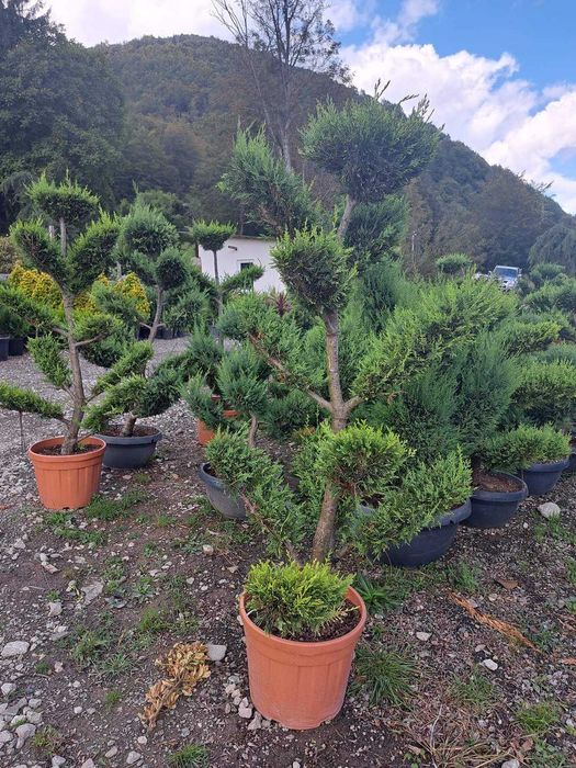 Măslin, catalpa, spirală, pon pon, bonsai, leylandi, smarald