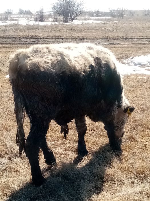 Продам  бычков на доращивание