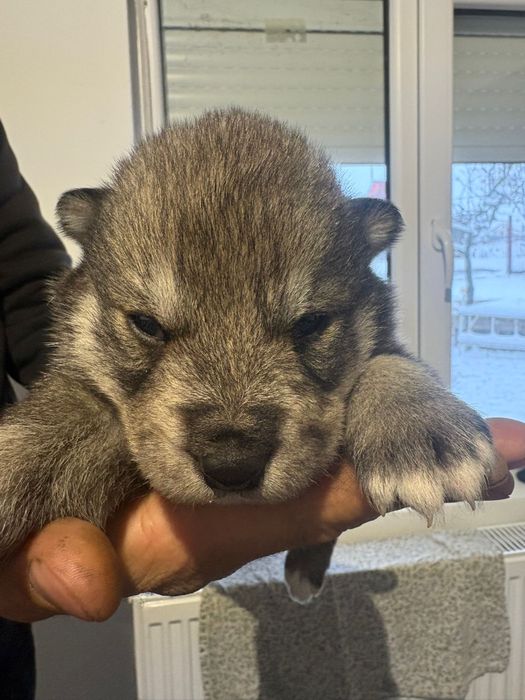 Catei Lup Cehoslovac cu Husky.  Nu trimit in tara!!