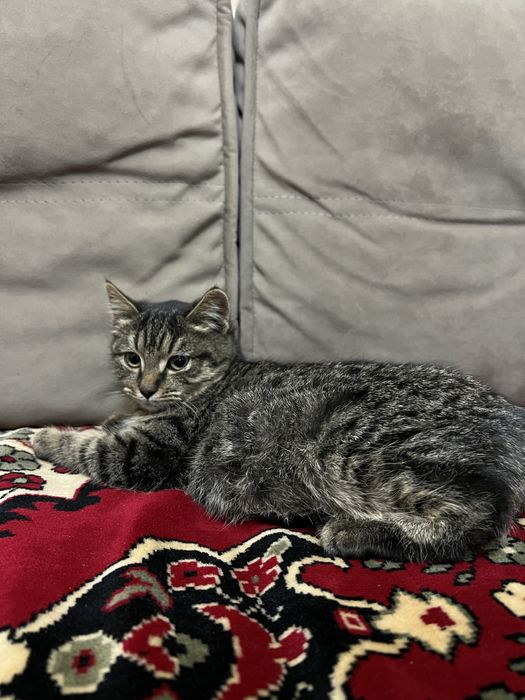 Отдам Котенка в Добрые Руки