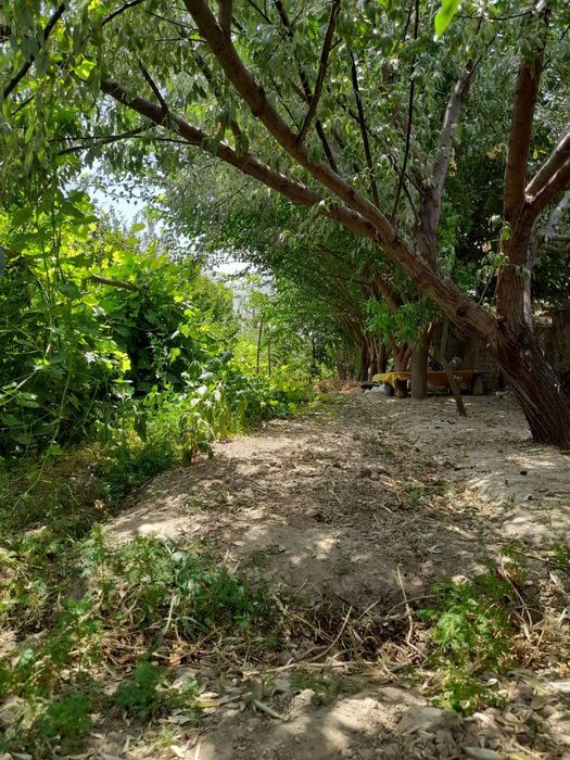 15 sotik tayyor uy sotiladi mevalari bilan