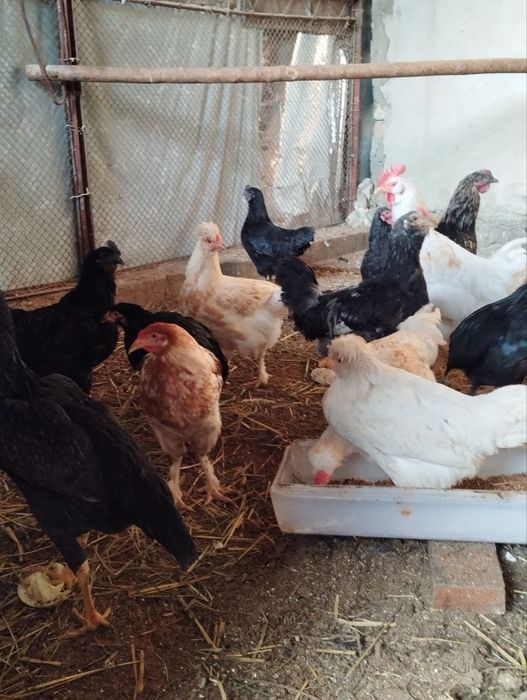 Дакан,Хонаки ва ухайли товуклари сотилади