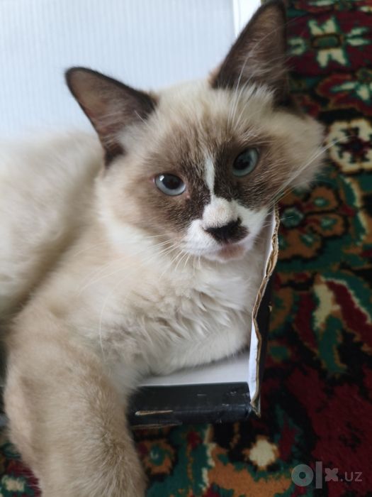 Ragdoll zotliy 4 oylik