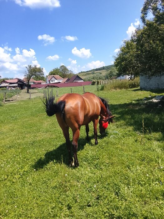 Vând sau schimb iapa cu vaci sau alte animale