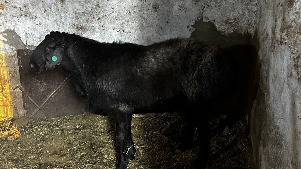 Кошкар породы гиссар