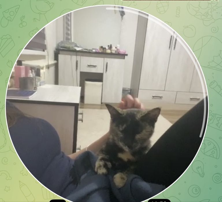 Кошка, тёмного окраса.
