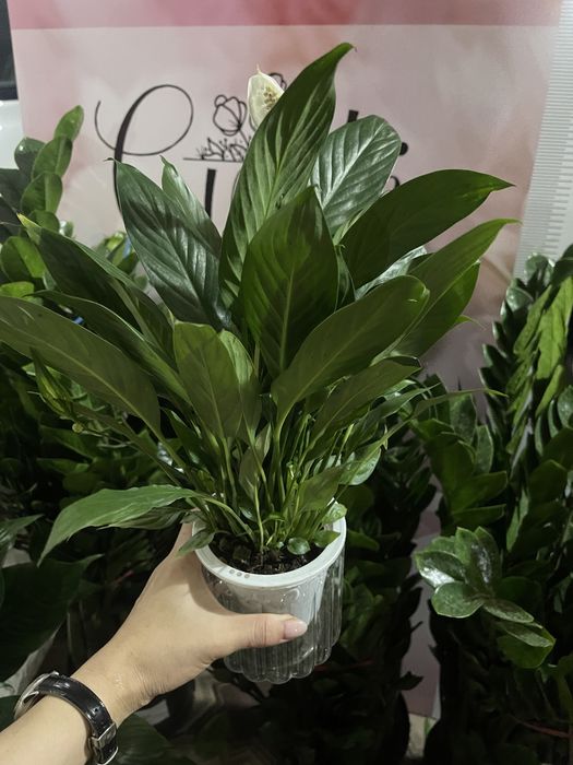 Гулдер ЦВЕТЫ оптом И В РОЗНИЦУ