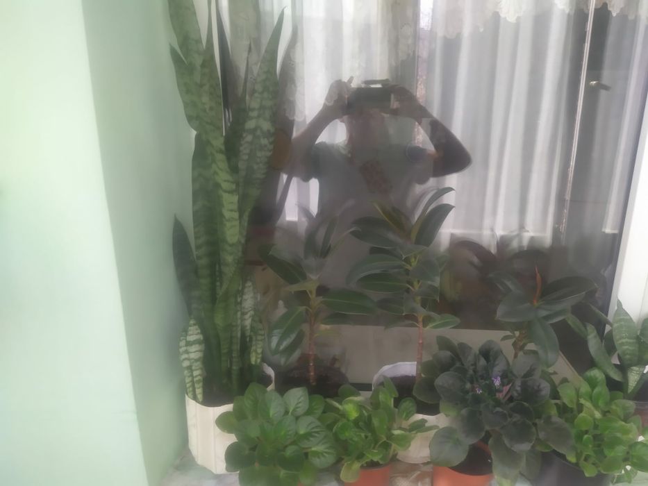 Продам комнатные растения