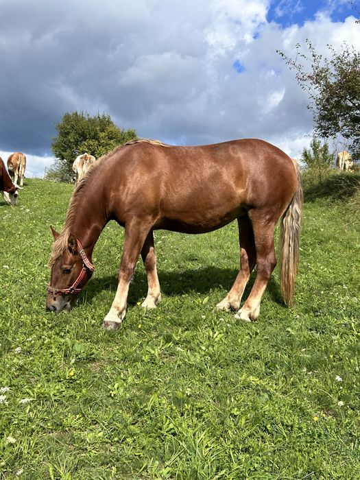 Vând iapă 2 ani și jumătate – crescută la curte