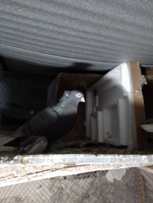 kabutar sotiladi uchta maila bita dvuhchubi ikhta chubati