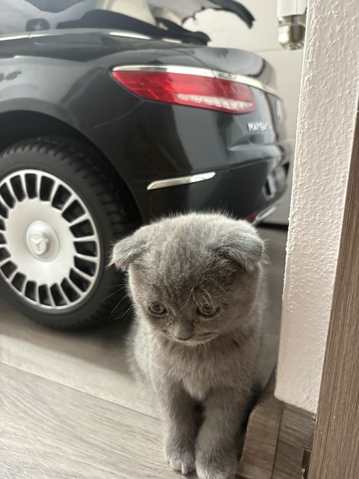 Pisicuta Scottish Fold.