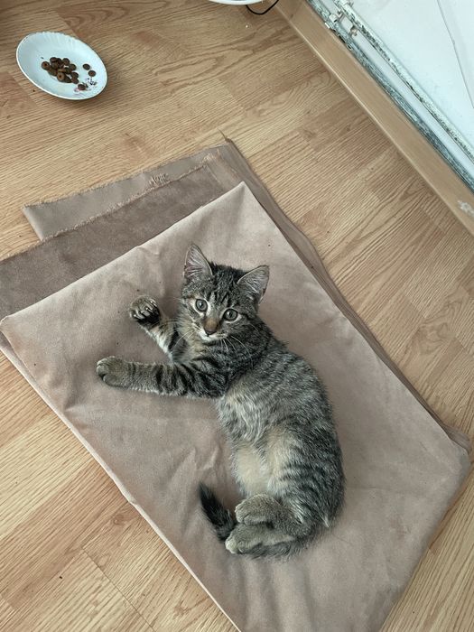 Pisica tigrata cuminte