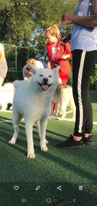 Японская Акита Хатико