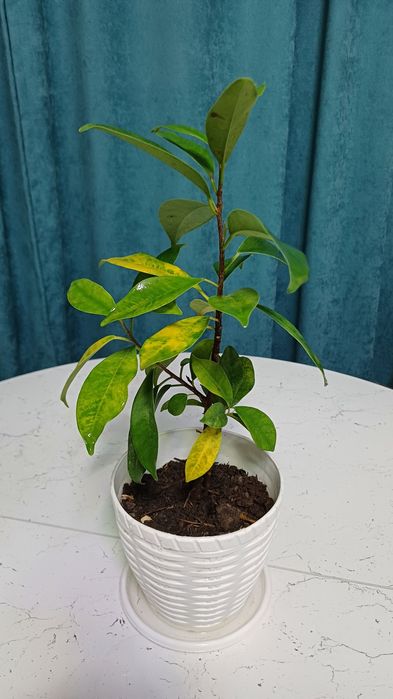 Продам комнатные растения