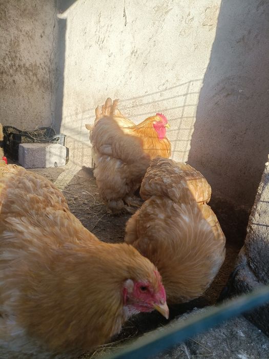 Vând găini cochinchina