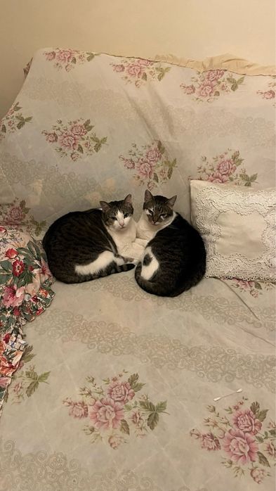 Servicii de plimbat caini de talie mica medie petsitter in Alba Iulia