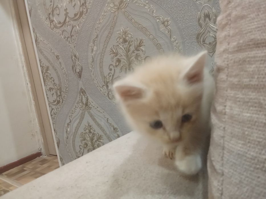 Отдам двух котят бесплатно