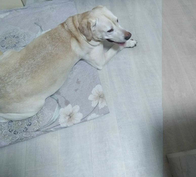 Выгул и Передержка животных